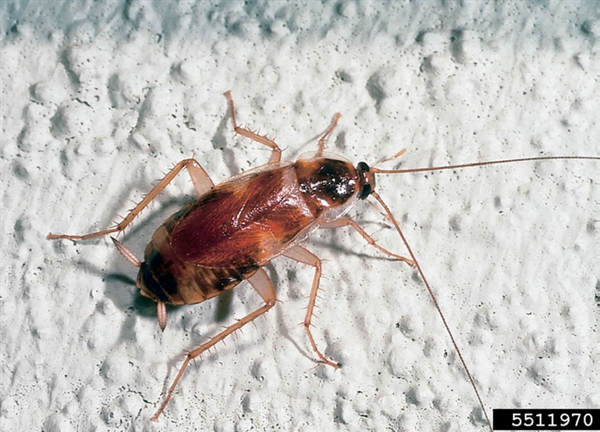 Bobkový list do mouky: Starobylý trik proti molům, který funguje - image 2