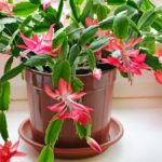 Kofein do květináčů: Proč zahradníci dávají kávovou sedlinu kaktusům