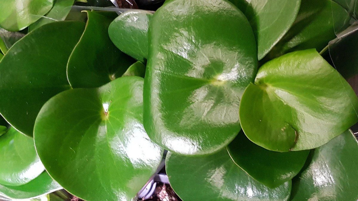 Kůra od banánu na lesklé listy rostlin: místo drahého sprejů - image 1