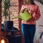 Pokojové rostliny v zimě: chyba, kterou máte i vy