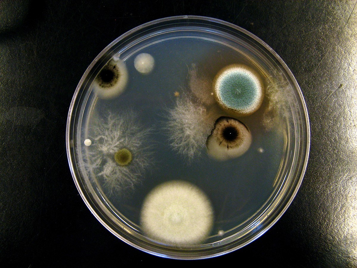 Sůl v květináči: starobylá záchrana proti plísním