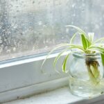 Vaše pokojové rostliny umírají. Stojí za tím topení, ale máte řešení