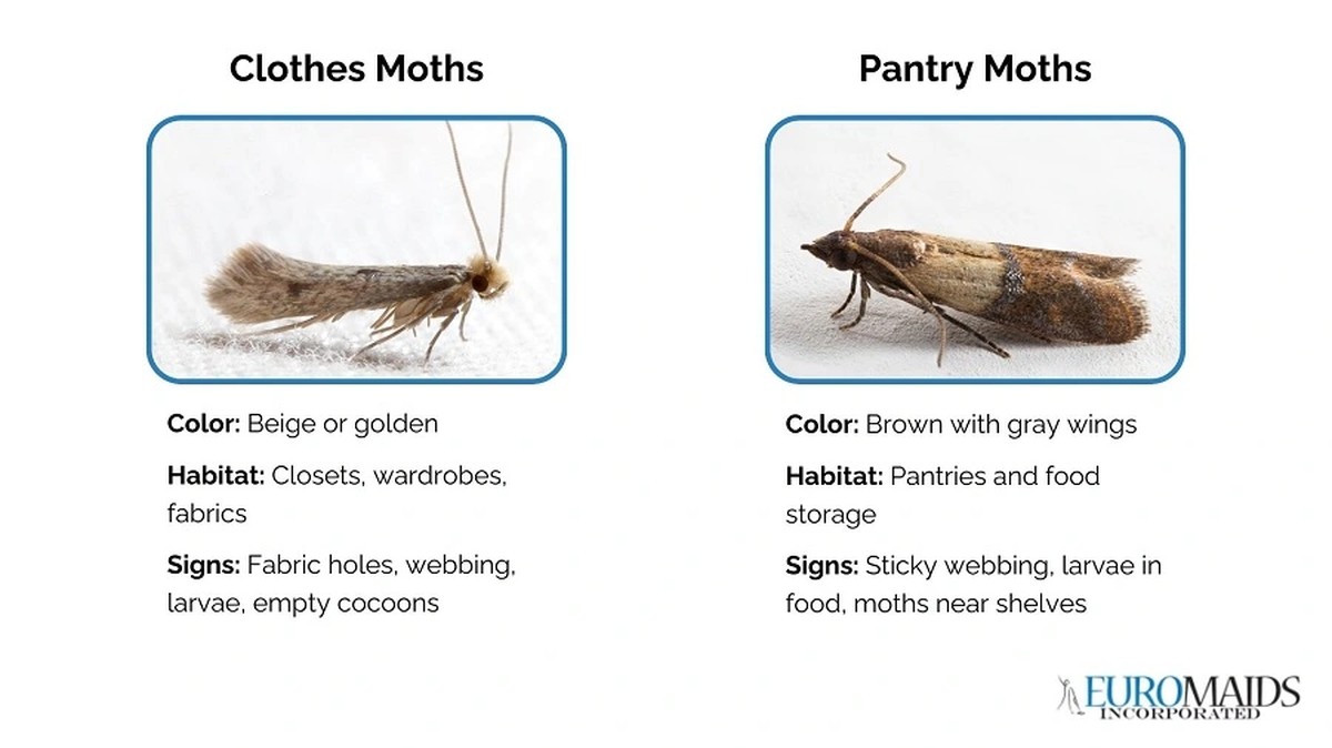 Vložte bobkový list do mouky: starodávný trik proti molům v pantosu - image 1
