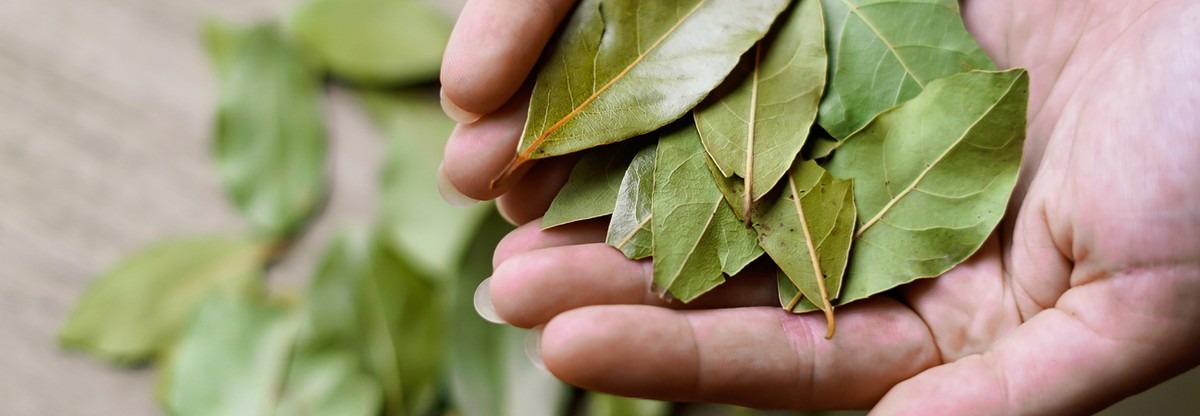 Bobkový list do mouky zabije škůdce rychleji než chemie