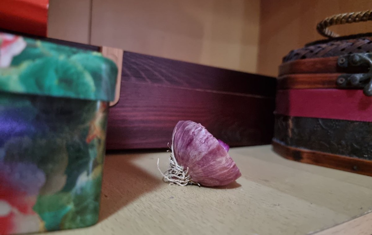 Cibule v koutku místnosti? Vědci potvrzují účinnost na bakterie - image 1