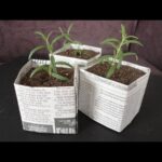 Novinový papír v květináčích zabrání plísni a hubení rostlin