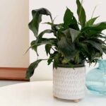 Plastové brčko do květináče vás zbaví starostí během dovolené