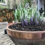 Proč zahrádkáři vkládají měď mezi květináče proti slimákům