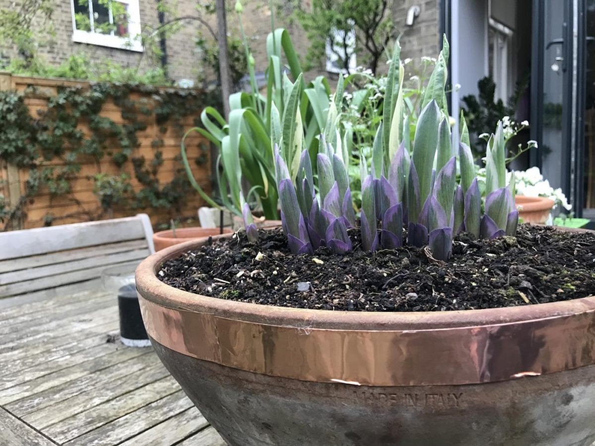 Proč zahrádkáři vkládají měď mezi květináče proti slimákům