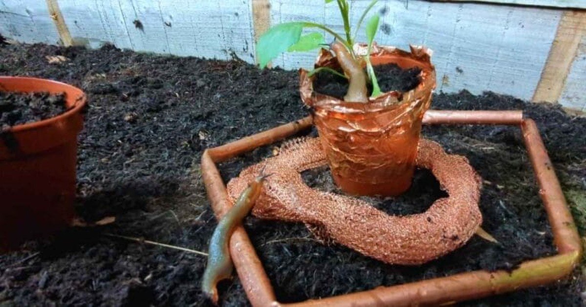 Proč zahrádkáři vkládají měď mezi květináče proti slimákům - image 1