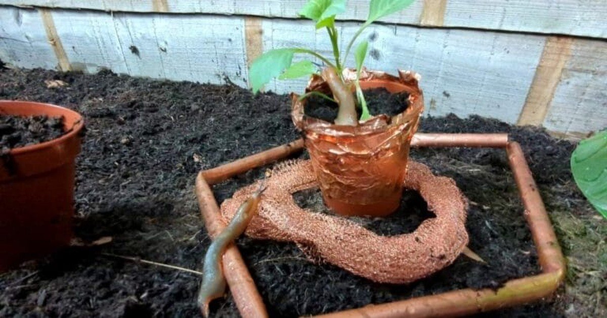 Proč zahrádkáři vkládají měď mezi květináče proti slimákům - image 2