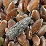 Bobkový list do mouky: starobylý trik proti molům a štěnicím