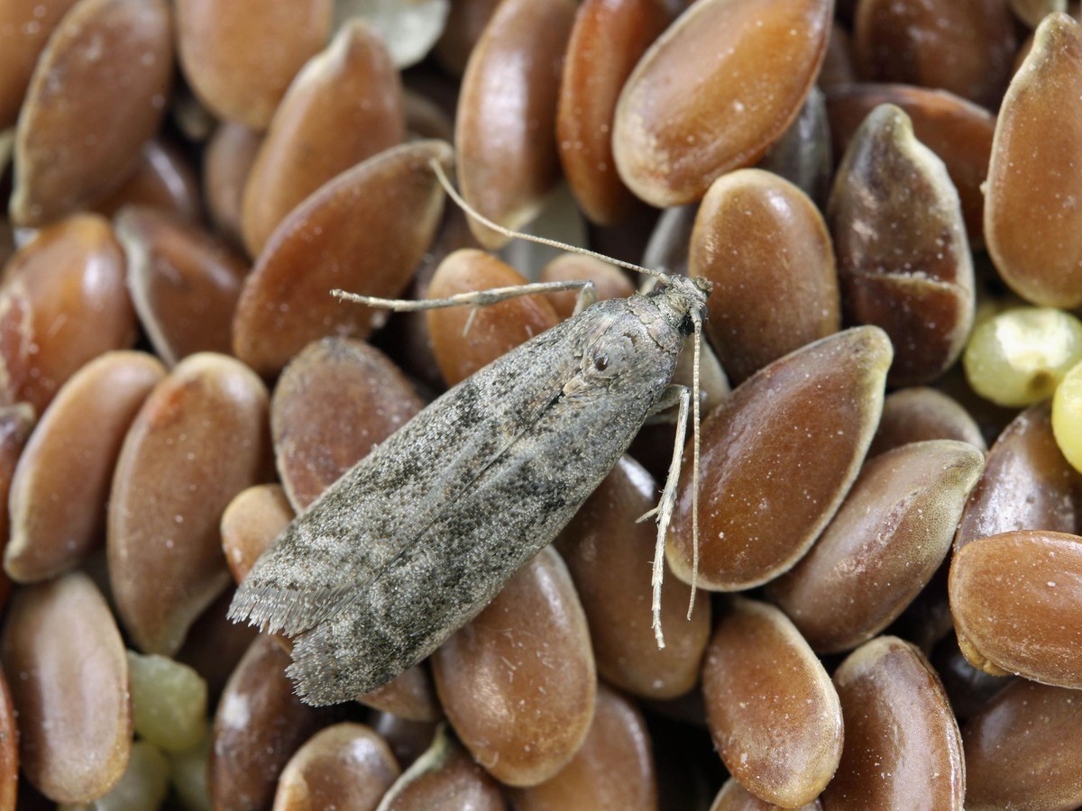 Bobkový list do mouky: starobylý trik proti molům a štěnicím