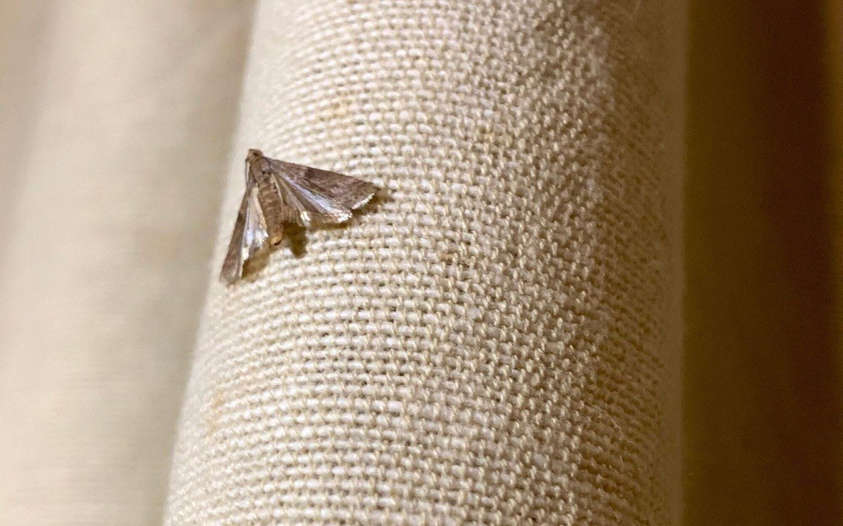 Bobkový list do mouky: starý trik proti molům, který opravdu funguje - image 1