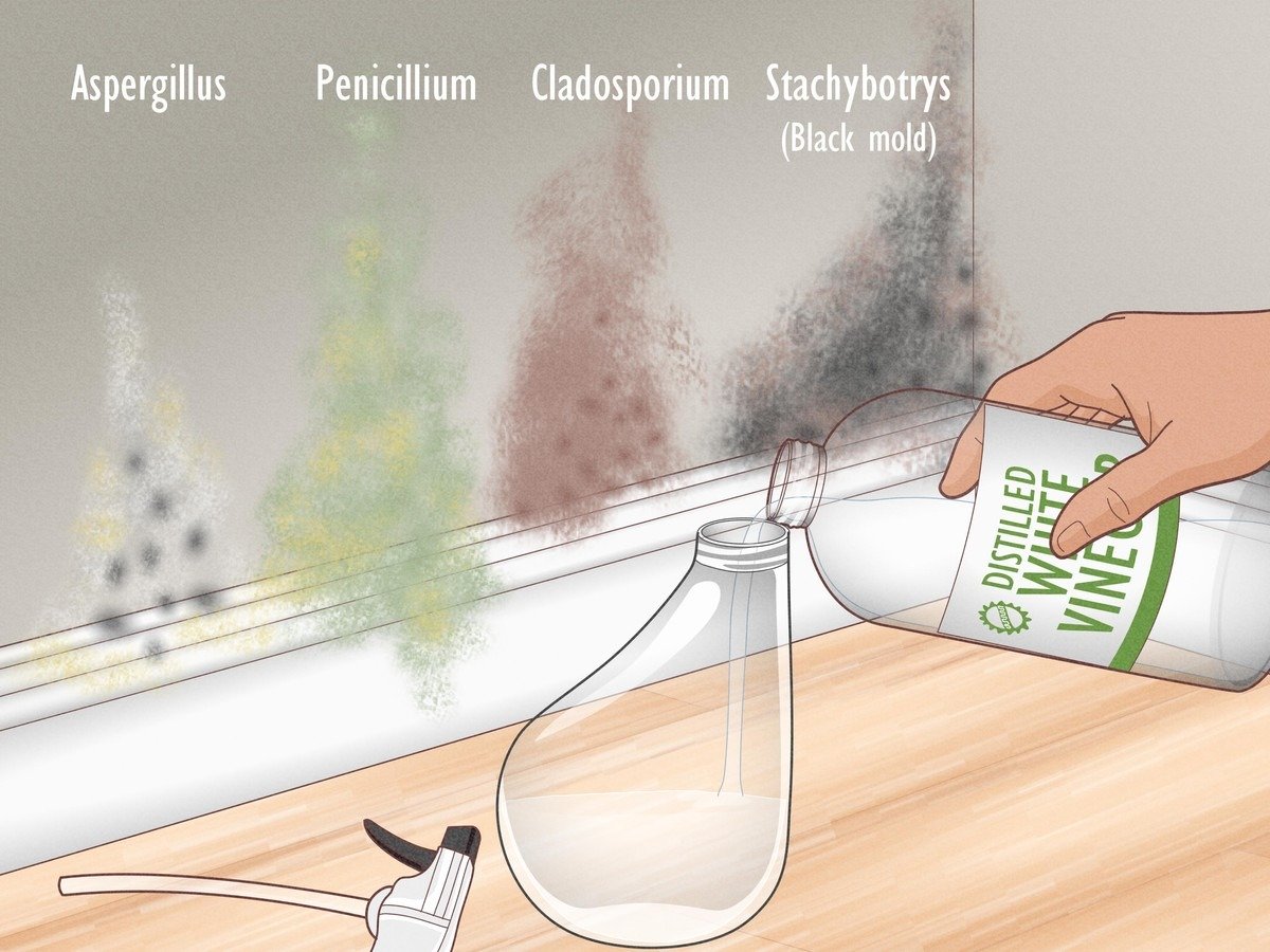 Jak se zbavit plísně pomocí obyčejného octa a školního sešitu