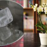 Kostky ledu do květináče: starý trик zahradníků proti překypění