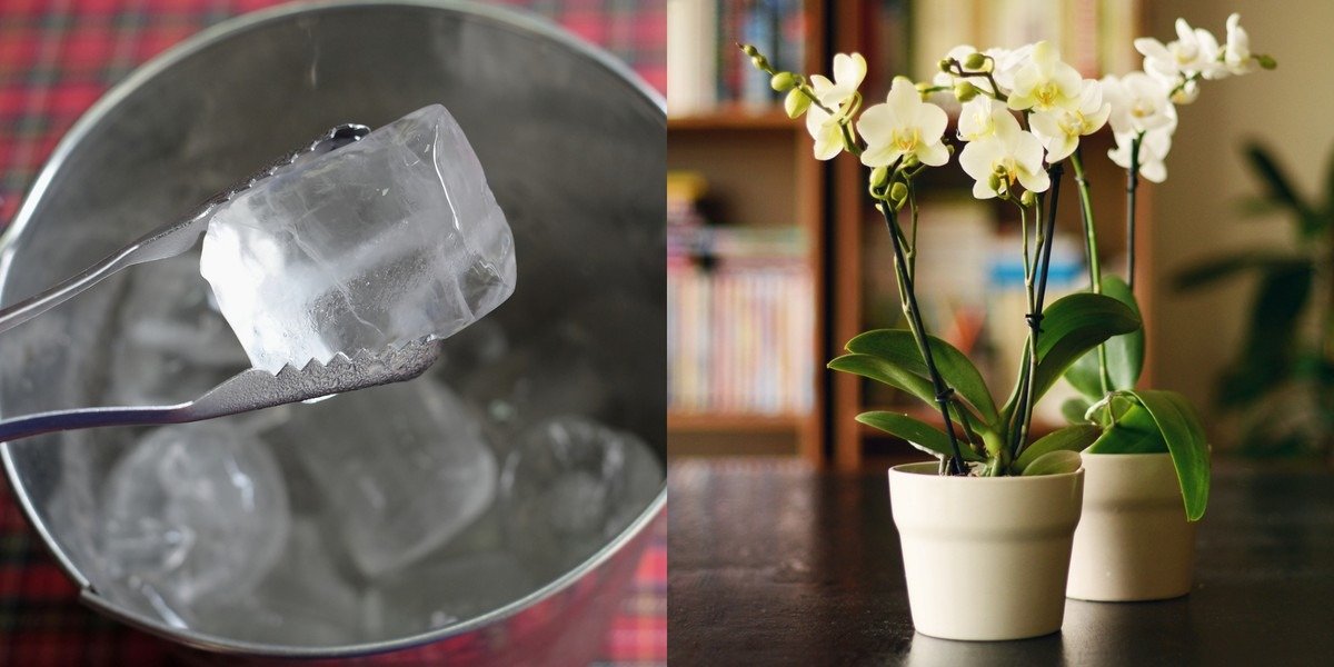 Kostky ledu do květináče: starý trик zahradníků proti překypění