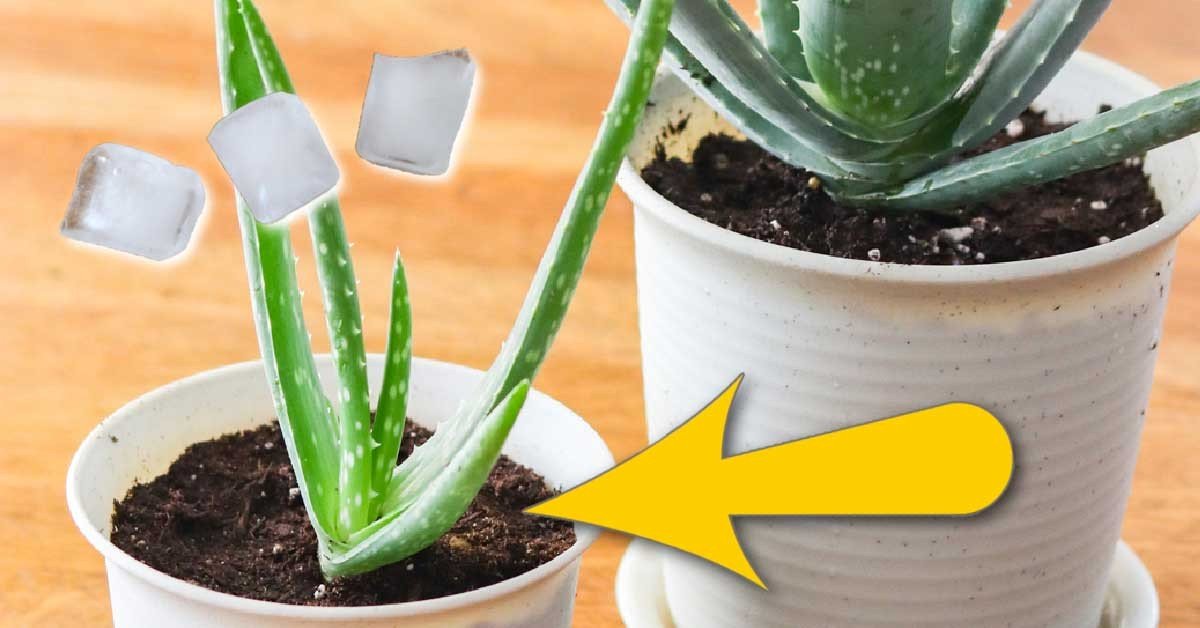 Kostky ledu do květináče: starý trик zahradníků proti překypění - image 1