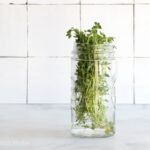 Mateřídouška v lednici zastaví páchnoucí potraviny na týdny