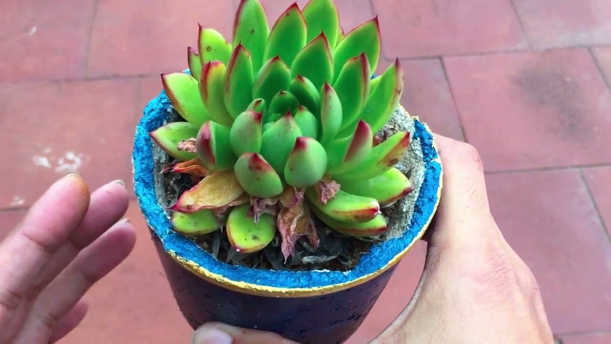 Mikrotenový sáček na květináč: jak podpořit kořeny v suchu - image 2