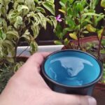 Ocet do nádoby na květiny: co se stane s plísní za týden