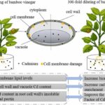 Ocet v tkanicích: proč botanici právě to dělají