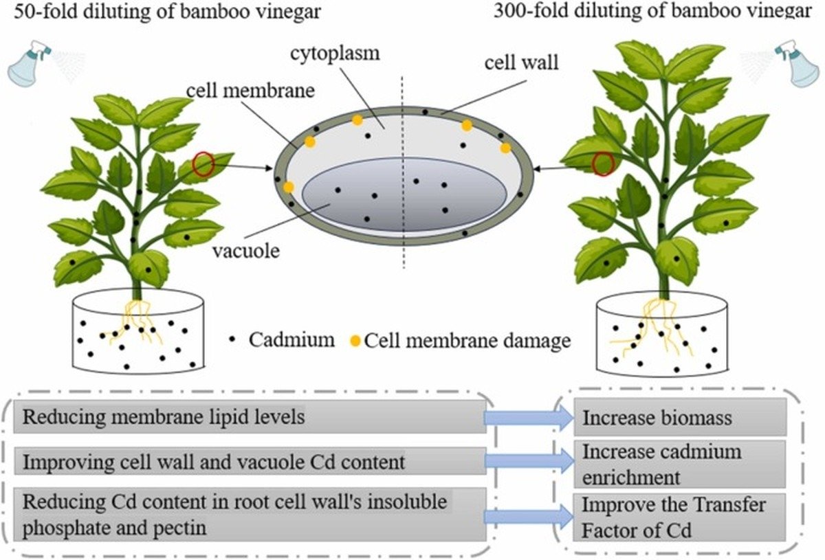 Ocet v tkanicích: proč botanici právě to dělají