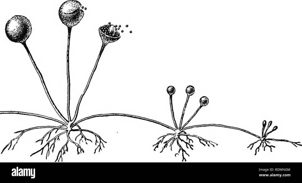 Ocet v tkanicích: proč botanici právě to dělají - image 1