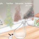 Plíseň na stěně zmizí za 24 hodin, když použijete obyčejný ocet a cibuli