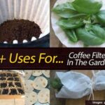 Použitý filter od kávy jako klíč k péči o rostliny