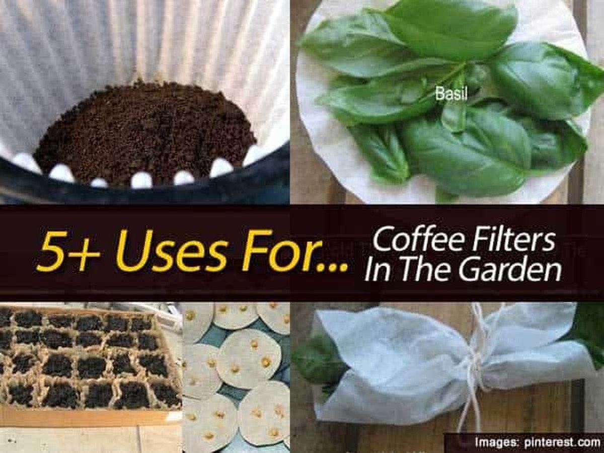 Použitý filter od kávy jako klíč k péči o rostliny