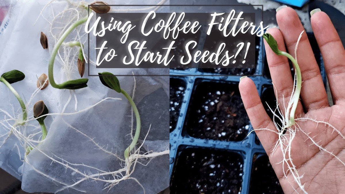 Použitý filter od kávy jako klíč k péči o rostliny - image 2