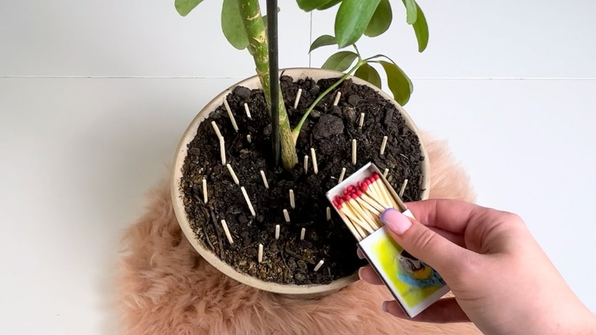 Sirka do květináče změní váš pokoj: Proč to vědí jen zahradníci - image 1