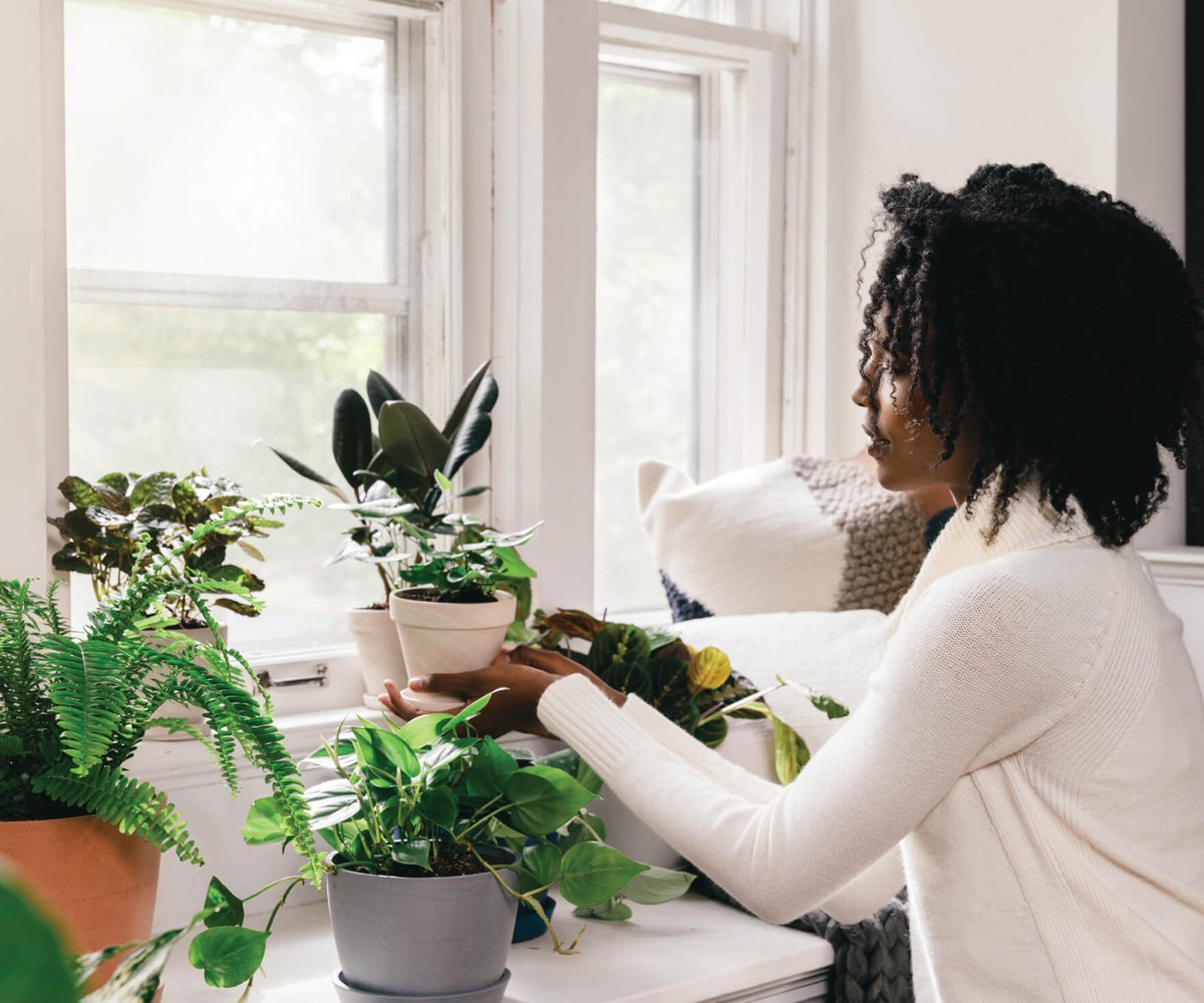 Sůl v květináči: starobylý trik proti plísni v bytě - image 2