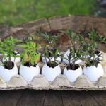 Vajíčko do květináče: zahradníci to vědí už 200 let