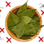 Bobkový list do mouky - stará česká trika proti molům a hmyzu