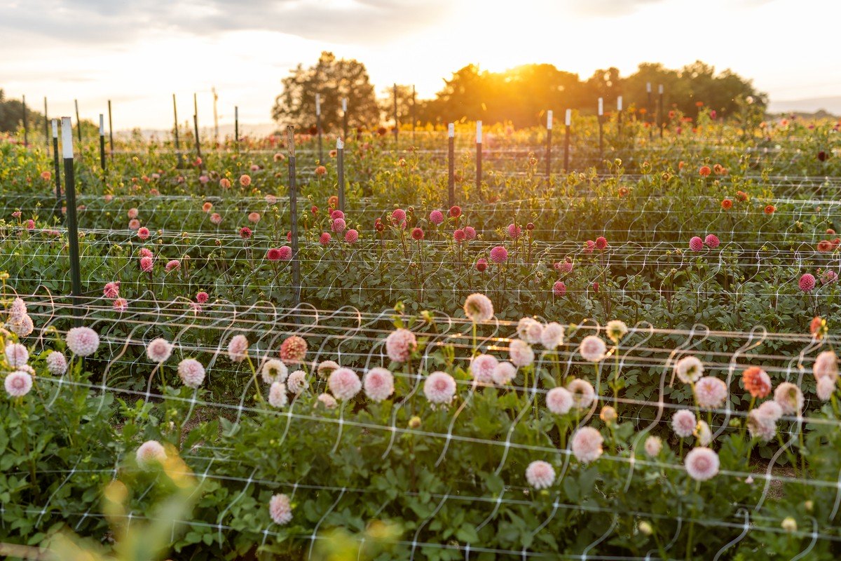 Ledová voda v květináči = až o týden delší čerstvost květin - image 2