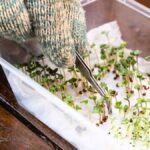 Papírové ručníky v květináčích – geniální trik na přesycení vody