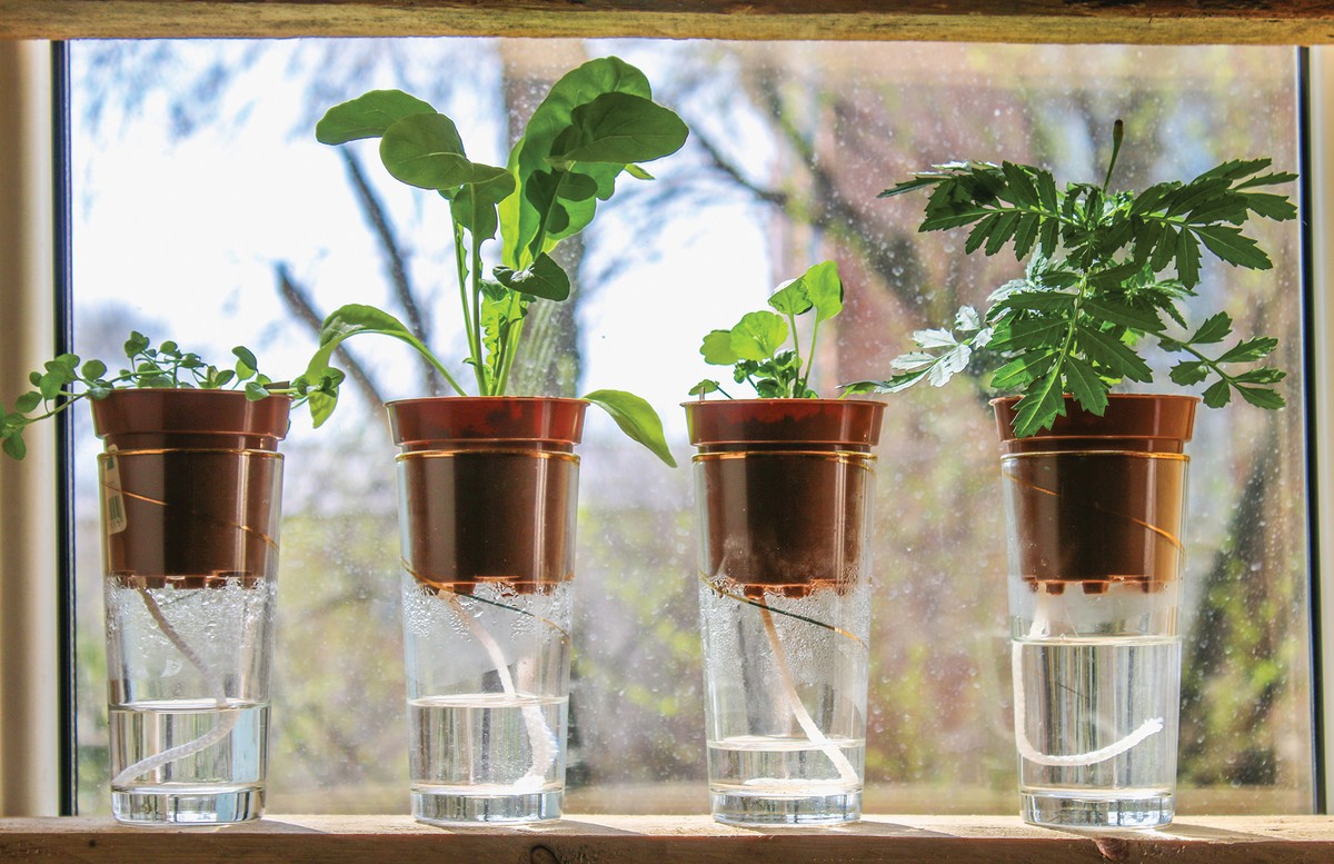 Papírové ručníky v květináčích – geniální trik na přesycení vody - image 1