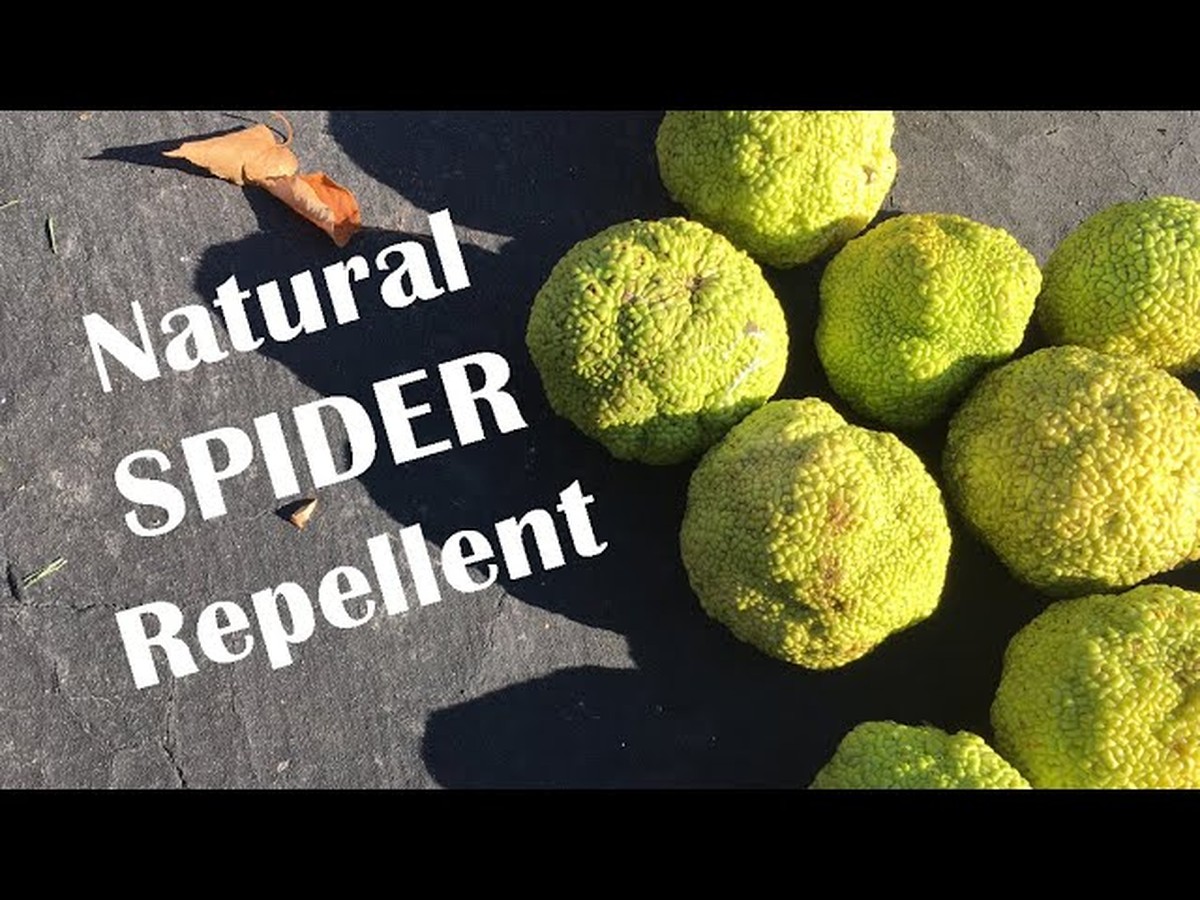 Sirka v rohách bytu? Starobylý prostředek proti pavoucům funguje lépe než chemie - image 2