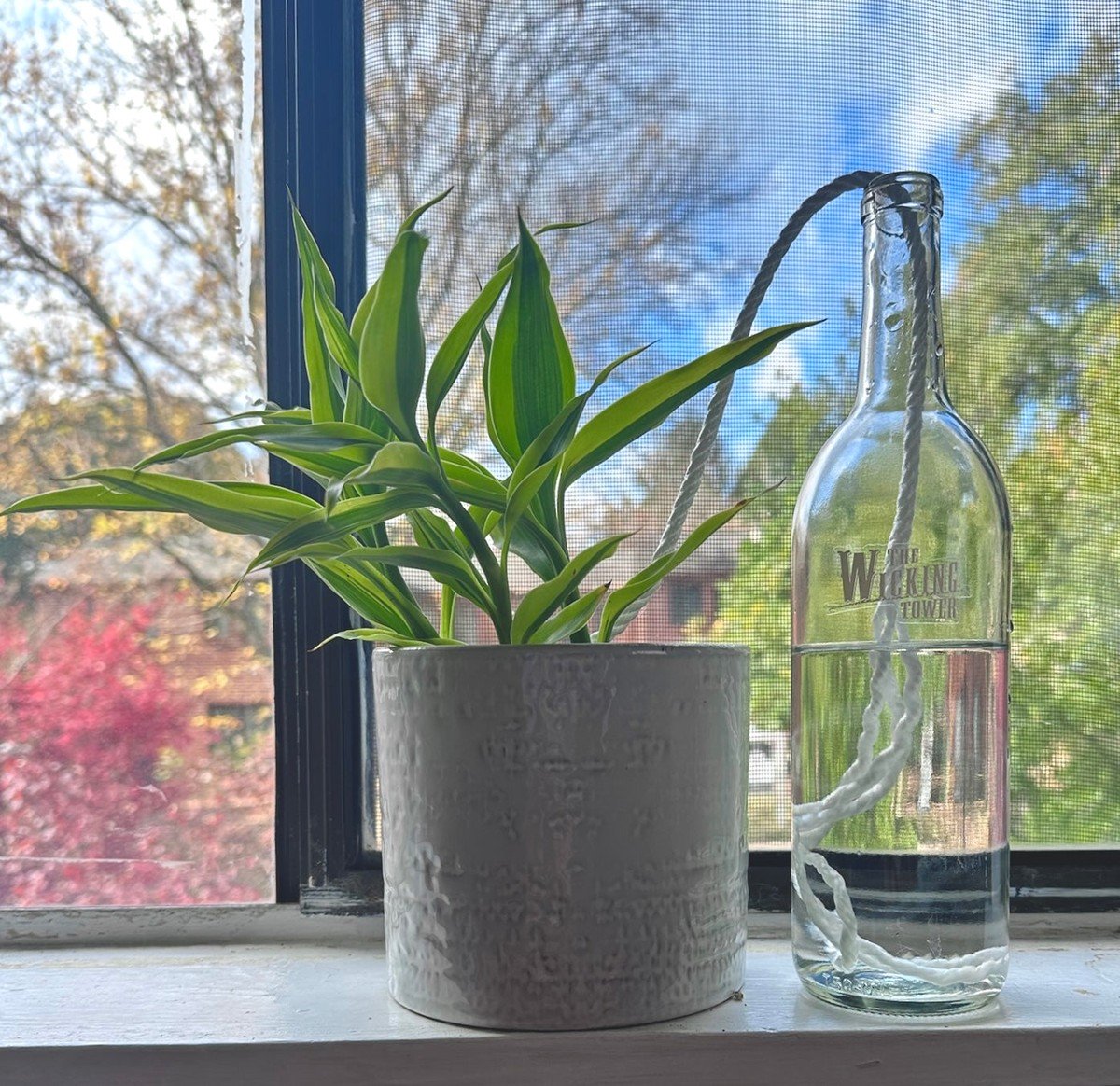 Staré ponožky jako savé podložky: geniální řešení pro kapající květináče - image 2